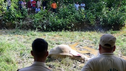 Bodies Of 2 Elephants Recovered In Assam Forests, Electrocution Suspected