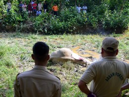 Bodies Of 2 Elephants Recovered In Assam Forests, Electrocution Suspected