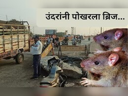 Rats Ate Over Bridge: उंदरांनी कुरतडला 30 वर्ष जुना ब्रिज, PWD विभागाचा अजब दावा Rats Ate Over Bridge: उंदरांनी कुरतडला 30 वर्ष जुना ब्रिज, PWD विभागाचा अजब दावा