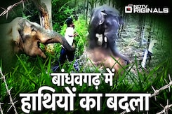 Bandhavgarh Park: MP के Umaria में Elephant का तांडव, दो की ली जान और एक को किया घायल, दहशत में इलाका Bandhavgarh Park: MP के Umaria में Elephant का तांडव, दो की ली जान और एक को किया घायल, दहशत में इलाका
