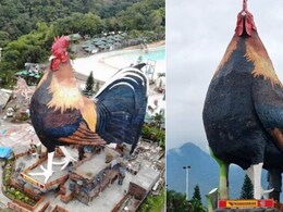 चिकन के आकार में बने इस विशालकाय होटल का गिनीज वर्ल्ड रिकॉर्ड में नाम दर्ज, वायरल हो रहा फिलीपींस का ये खूबसूरत रिजॉर्ट चिकन के आकार में बने इस विशालकाय होटल का गिनीज वर्ल्ड रिकॉर्ड में नाम दर्ज, वायरल हो रहा फिलीपींस का ये खूबसूरत रिजॉर्ट