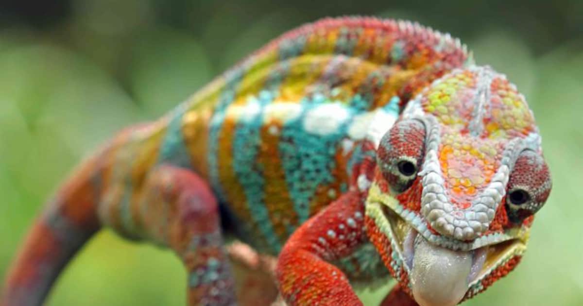 chameleon adaptations for kids