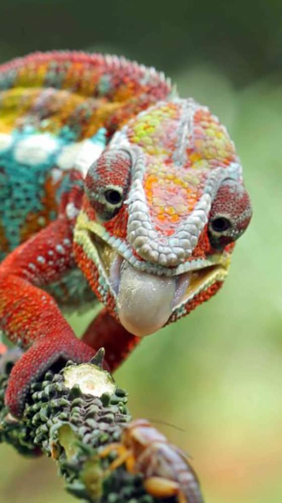 chameleon adaptations for kids