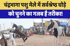 Chandrabhaga पशु मेले में सर्वश्रेष्ठ घोड़े को चुनने का गजब है तरीका! Chandrabhaga पशु मेले में सर्वश्रेष्ठ घोड़े को चुनने का गजब है तरीका!