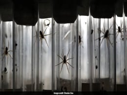 Spiders Roughly The 'Size Of Human Palms' Growing Rapidly In UK Spiders Roughly The 'Size Of Human Palms' Growing Rapidly In UK