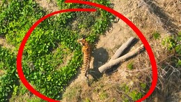 बेहोश करके बाघ को पकड़ा ! 8 महीने के बाद हुआ कैद, अब कहाँ जाएगा ?