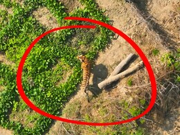 बेहोश करके बाघ को पकड़ा ! 8 महीने के बाद हुआ कैद, अब कहाँ जाएगा ?