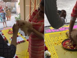 दुनिया का बेस्ट Welcome... दुल्हन की तरह हुआ क्यूट डॉग का स्वागत, वायरल Video देख खिल उठेगा चेहरा दुनिया का बेस्ट Welcome... दुल्हन की तरह हुआ क्यूट डॉग का स्वागत, वायरल Video देख खिल उठेगा चेहरा