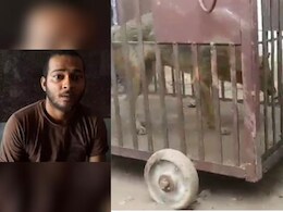 दुकान में बैठा था युवक... अचानक से आया सियार, मच गया हड़कंप