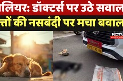Gwalior Sterilization Of Gogs: Doctors पर उठे सवाल! कुत्तों की नसबंदी पर मचा बवाल Gwalior Sterilization Of Gogs: Doctors पर उठे सवाल! कुत्तों की नसबंदी पर मचा बवाल