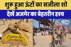 Pushkar Mela 2024 :  शुरू हुआ ऊंटों का सजीला शो , देखें Ajmer का बेहतरीन दृश्य Pushkar Mela 2024 :  शुरू हुआ ऊंटों का सजीला शो , देखें Ajmer का बेहतरीन दृश्य