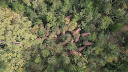India's Elephant Warning System Tackles Deadly Conflict