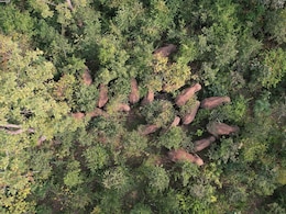 India's Elephant Warning System Tackles Deadly Conflict India's Elephant Warning System Tackles Deadly Conflict