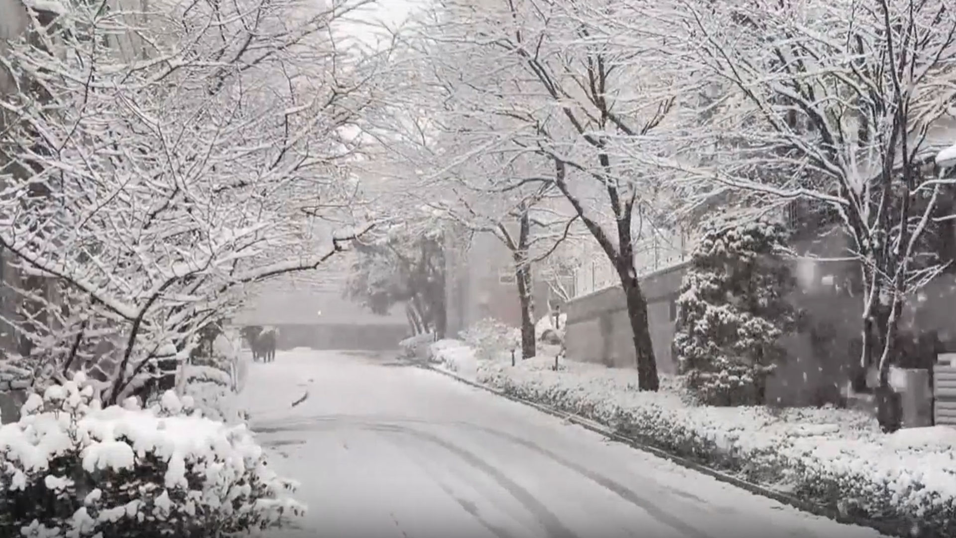 Seoul Hit By Worst Snowstorm In 52 Years; Flights Grounded, Services Disrupted| The World Report