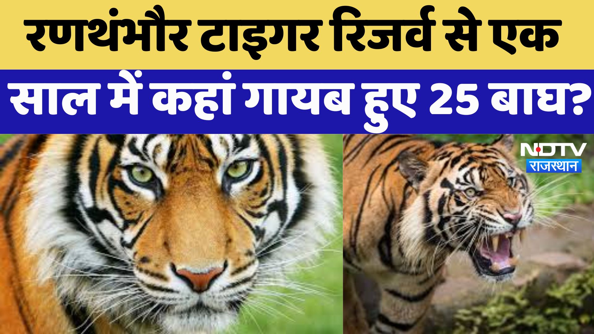 Rajasthan News : Ranthambore Tiger Reserve से एक साल में कहां गायब हुए 25 बाघ