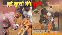 अंबिकापुर में पूरे विधि-विधान से हुई कुत्तों की पूजा,  जानें क्यों होता है 'कुकुर तिहार' का आयोजन &nbsp;