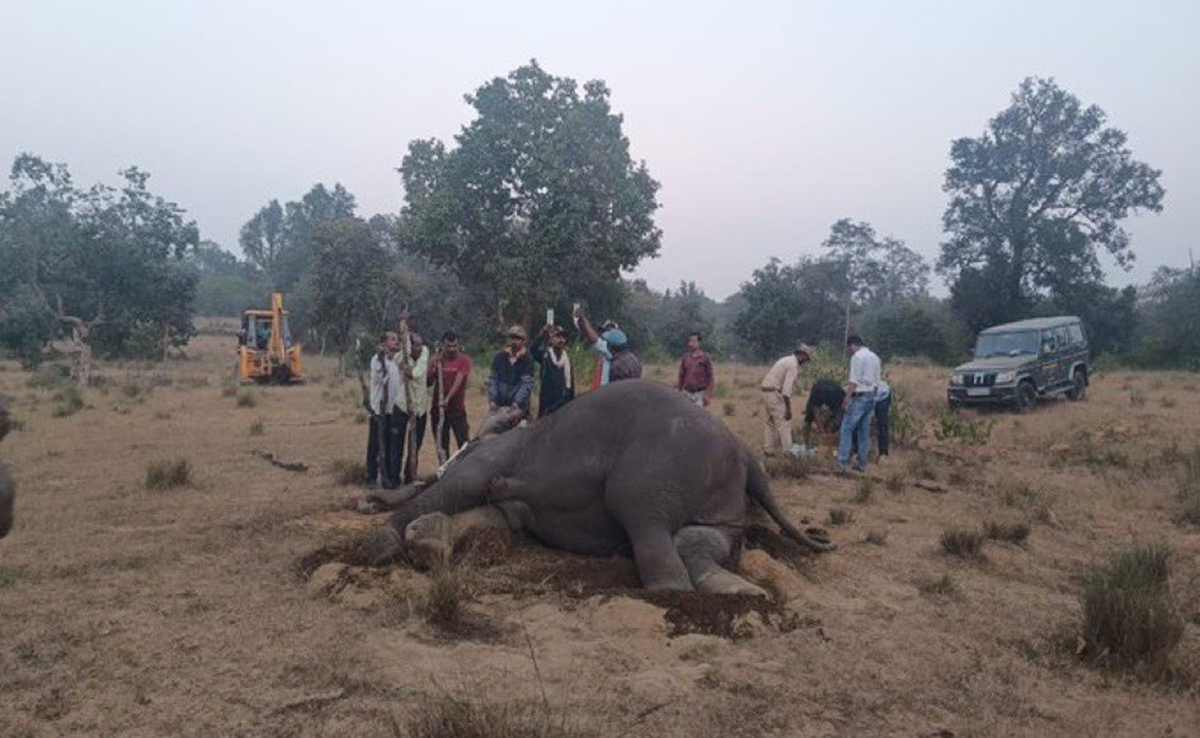 Bandhavgarh Tiger Reserve: बांधवगढ़ में 10 जंगली हाथियों की मौत, दिल्ली की जांच टीम नेशनल पार्क में तैनात