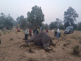Bandhavgarh Tiger Reserve: बांधवगढ़ में 10 जंगली हाथियों की मौत, दिल्ली की जांच टीम नेशनल पार्क में तैनात Bandhavgarh Tiger Reserve: बांधवगढ़ में 10 जंगली हाथियों की मौत, दिल्ली की जांच टीम नेशनल पार्क में तैनात