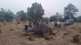 Bandhavgarh Tiger Reserve: तीन दिन में 10 हाथियों की मौत, जांच के लिए ICAR- IVRI भेजे जा रहे सैंपल