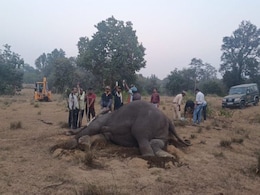 Bandhavgarh Tiger Reserve: तीन दिन में 10 हाथियों की मौत, जांच के लिए ICAR- IVRI भेजे जा रहे सैंपल Bandhavgarh Tiger Reserve: तीन दिन में 10 हाथियों की मौत, जांच के लिए ICAR- IVRI भेजे जा रहे सैंपल