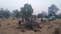2 Officials Suspended After Bandhavgarh Elephant Deaths, Task Force Formed
