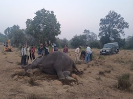 2 Officials Suspended After Bandhavgarh Elephant Deaths, Task Force Formed 2 Officials Suspended After Bandhavgarh Elephant Deaths, Task Force Formed