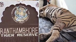 Tiger Death: बारूद से हमला या धारदार हथियार का इस्तेमाल? रणथंभौर में बाघ की मौत पर कई सवाल