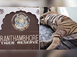 Tiger Death: बारूद से हमला या धारदार हथियार का इस्तेमाल? रणथंभौर में बाघ की मौत पर कई सवाल Tiger Death: बारूद से हमला या धारदार हथियार का इस्तेमाल? रणथंभौर में बाघ की मौत पर कई सवाल