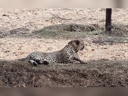 कूनो में दो चीता शावकों की मौत, क्षत-विक्षत शव बरामद, क्या है मामला?