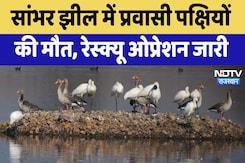 Sambhar Lake Avian botulism: सांभर झील में प्रवासी पक्षियों की मौत , Rescue Operation जारी Sambhar Lake Avian botulism: सांभर झील में प्रवासी पक्षियों की मौत , Rescue Operation जारी