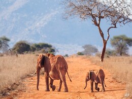 Bees Help Tackle Elephant-Human Conflict In Kenya Bees Help Tackle Elephant-Human Conflict In Kenya