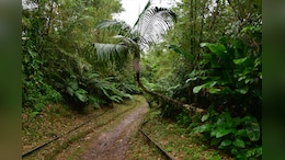 Humans Lived In African Rainforests 1,50,000 Years Ago: Study