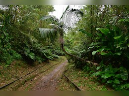 Humans Lived In African Rainforests 1,50,000 Years Ago: Study