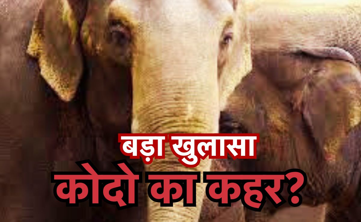 जहर से नहीं हुई हाथियों की मौत, अधिकारियों ने किया खुलासा, BTR में 10 हाथियों की मौत के पीछे क्या है वजह?