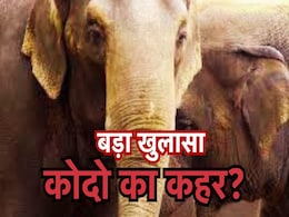 जहर से नहीं हुई हाथियों की मौत, अधिकारियों ने किया खुलासा, BTR में 10 हाथियों की मौत के पीछे क्या है वजह? जहर से नहीं हुई हाथियों की मौत, अधिकारियों ने किया खुलासा, BTR में 10 हाथियों की मौत के पीछे क्या है वजह?