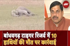 MP Elephant Death Tragedy: Bandhavgarh में 10 हाथियों की मौत के मामले में 2 अधिकारियों पर गिरी गाज MP Elephant Death Tragedy: Bandhavgarh में 10 हाथियों की मौत के मामले में 2 अधिकारियों पर गिरी गाज