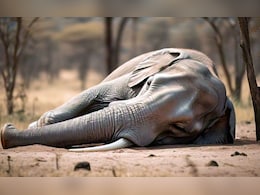 हाथियों की मौत में है साजिश? जानें हाई लेवल टीम को अब तक क्या मिला हाथियों की मौत में है साजिश? जानें हाई लेवल टीम को अब तक क्या मिला