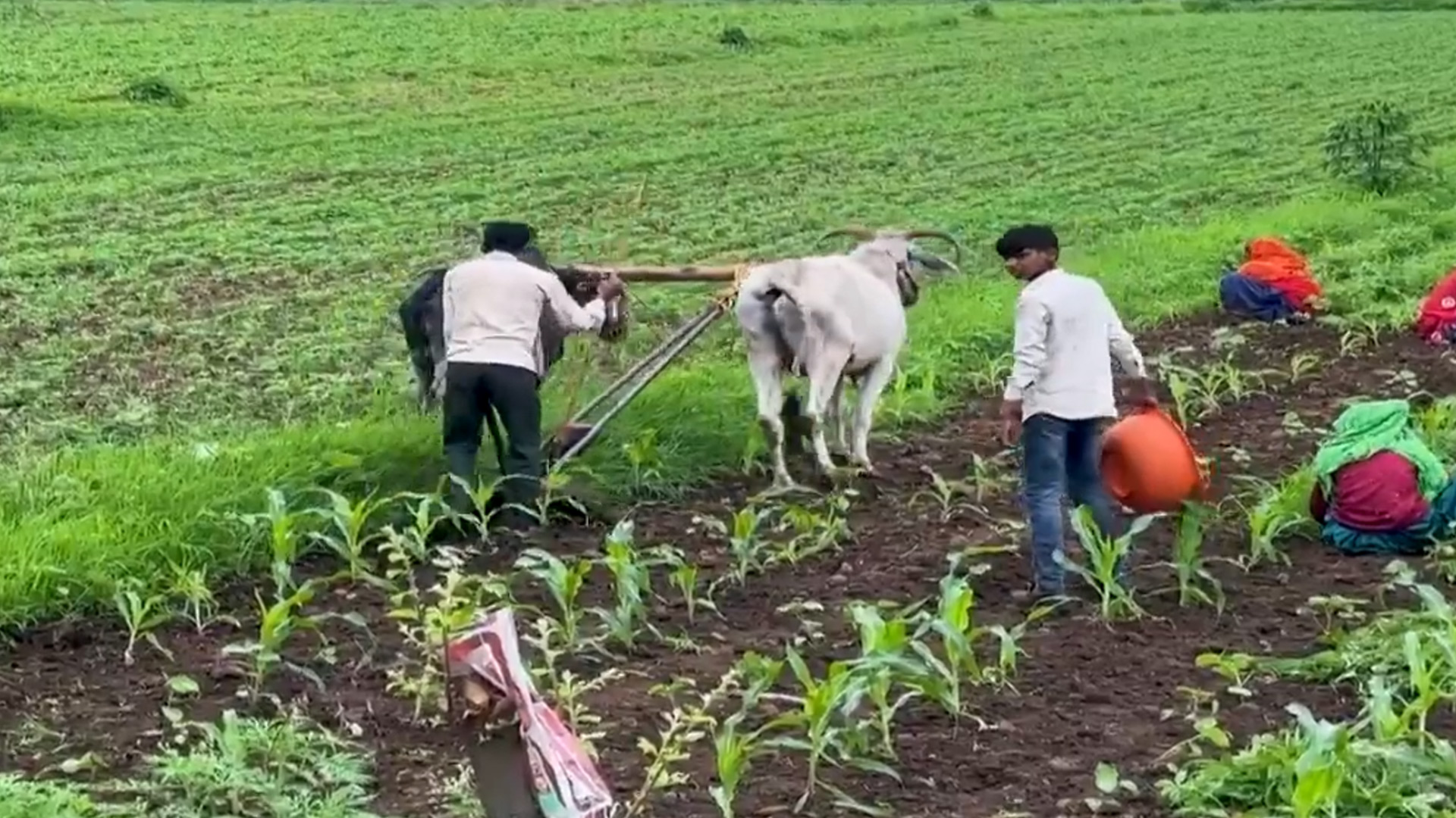 Madhya Pradesh Tops In Stubble-Burning, Tribal Farmers Have A Solution