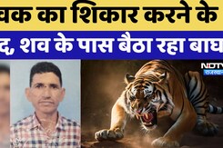 Sawai Madhopur Tiger Attack: युवक का शिकार करने के  बाद, शव के पास बैठा रहा Tiger