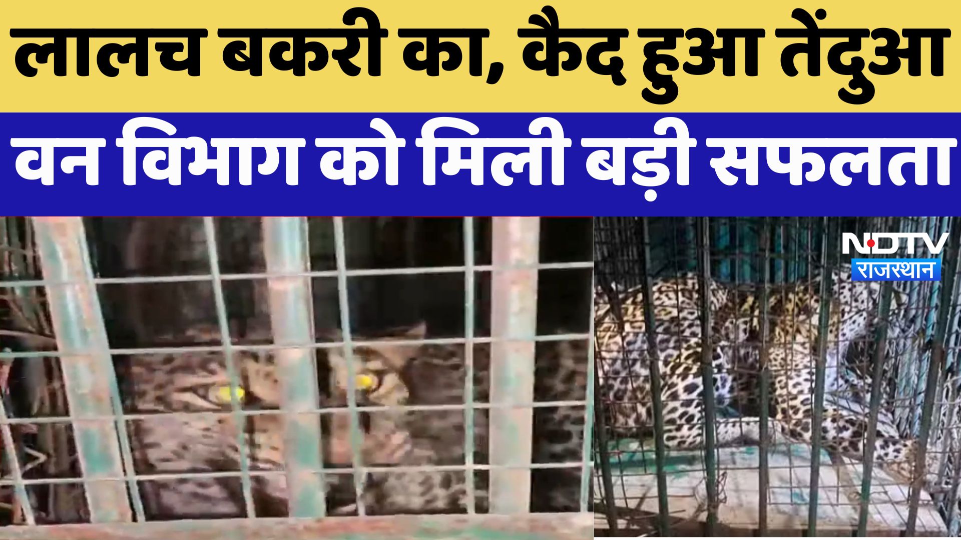 Chittorgarh News : लालच बकरी का, कैद हुआ तेंदुआ  वन विभाग को मिली बड़ी सफलता