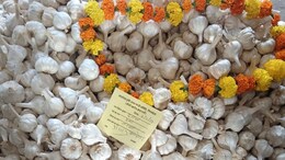 Garlic Price Hike: प्याज के बाद लहसुन ने बिगाड़ा खाने का स्वाद, 100-150 से सीधे 500 रुपये Kg तक पहुंची कीमत