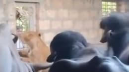Video: Buffaloes Chase Away Lioness In Gujarat