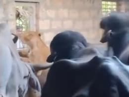Video: Buffaloes Chase Away Lioness In Gujarat Video: Buffaloes Chase Away Lioness In Gujarat