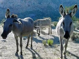 Rajasthan News: जंगल में चरने गए 10 गधे हुए चोरी, पुलिस ने दर्ज की FIR ;  तलाश जारी 