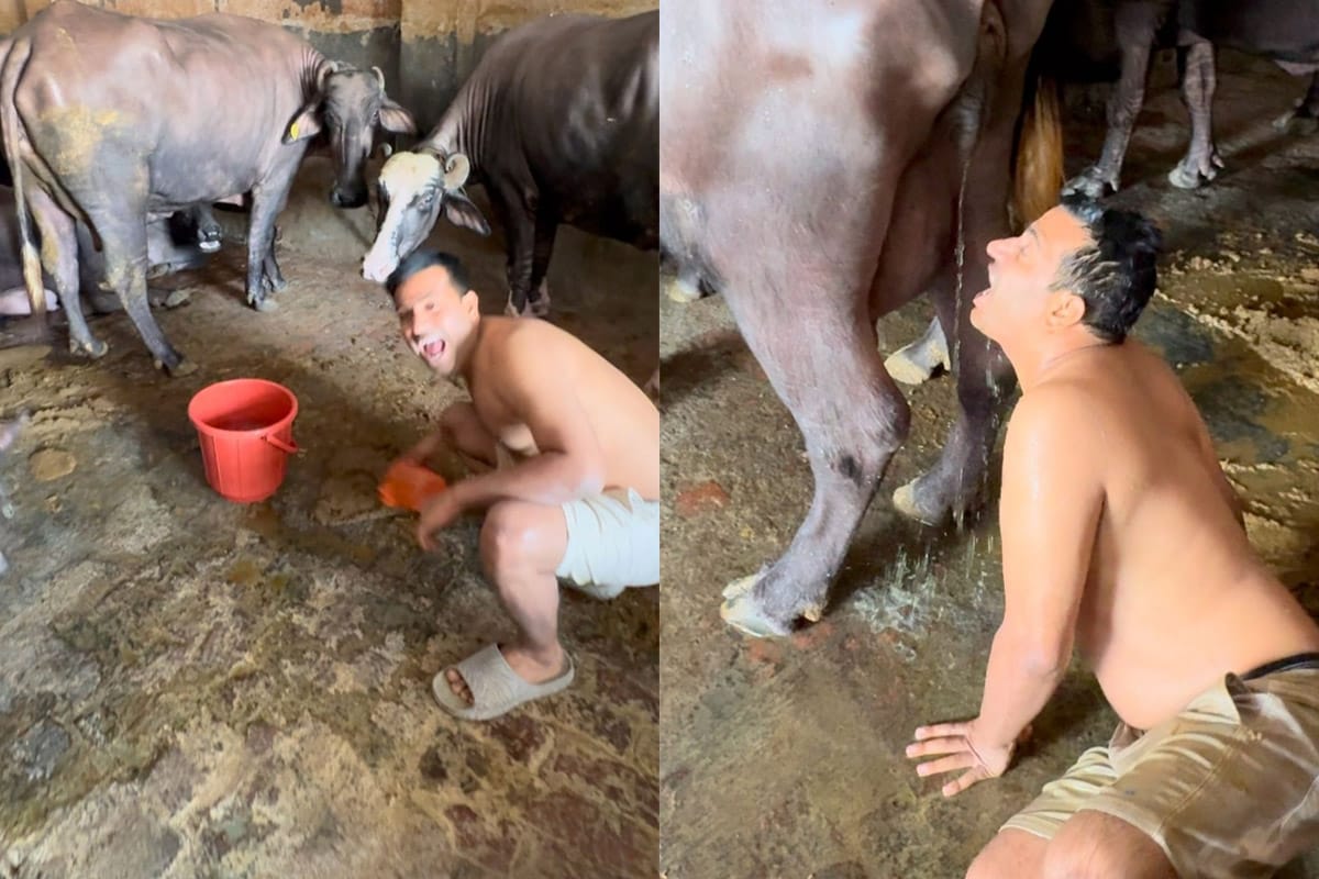 Viral Video: Puneet Superstar Drinks Buffalo Urine & Smears Dung on Face