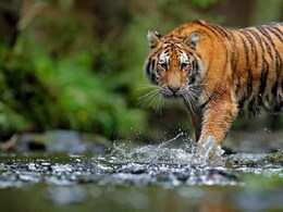 Tigers Not Seen In This Country For 70 Years. They Have Now Returned