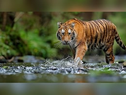 वाघ-बिबट्याच्या हल्ल्यात मृत्यू झाल्यास 25 लाखांची मदत मिळणार वाघ-बिबट्याच्या हल्ल्यात मृत्यू झाल्यास 25 लाखांची मदत मिळणार