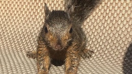 Peanut, The Squirrel With 537,000 Followers On Instagram, Euthanised In US