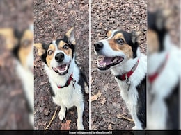 Dog's Unusual Silence During Singer Shania Twain Songs Helps Detect Health Crisis Dog's Unusual Silence During Singer Shania Twain Songs Helps Detect Health Crisis