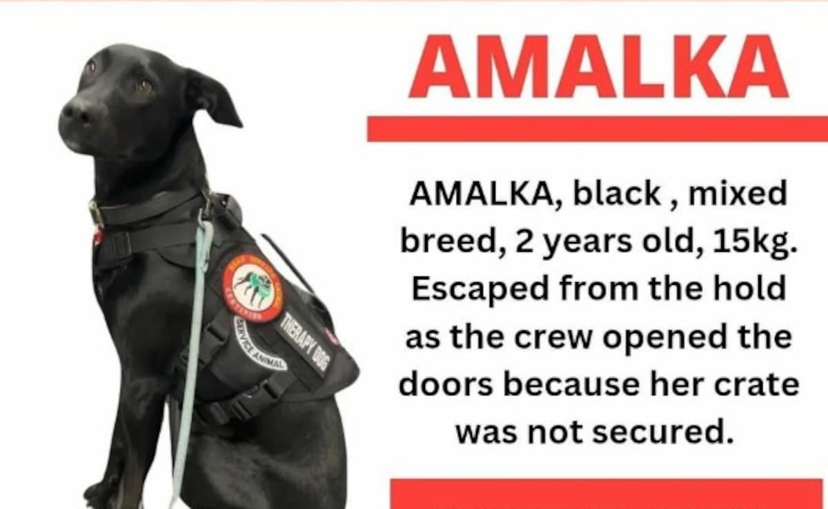 Paris Airport Shuts Runways In Search For Pet Dog On The Run For A Week